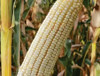 ZP 552b