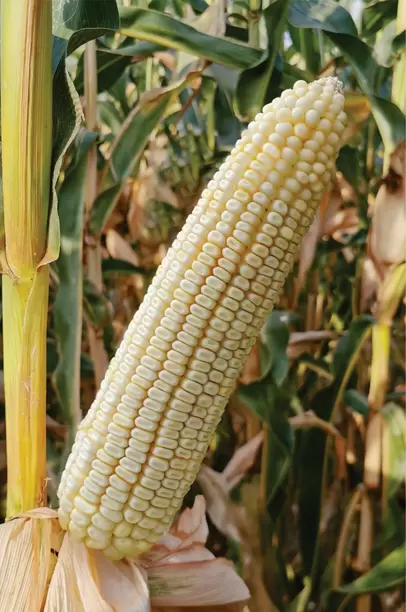 ZP 552b