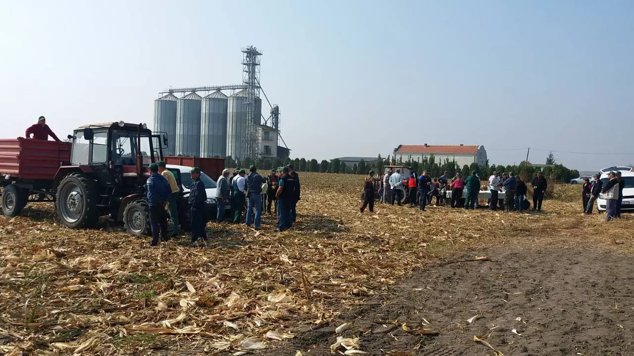 Lokalni dan polja u okolini Šida