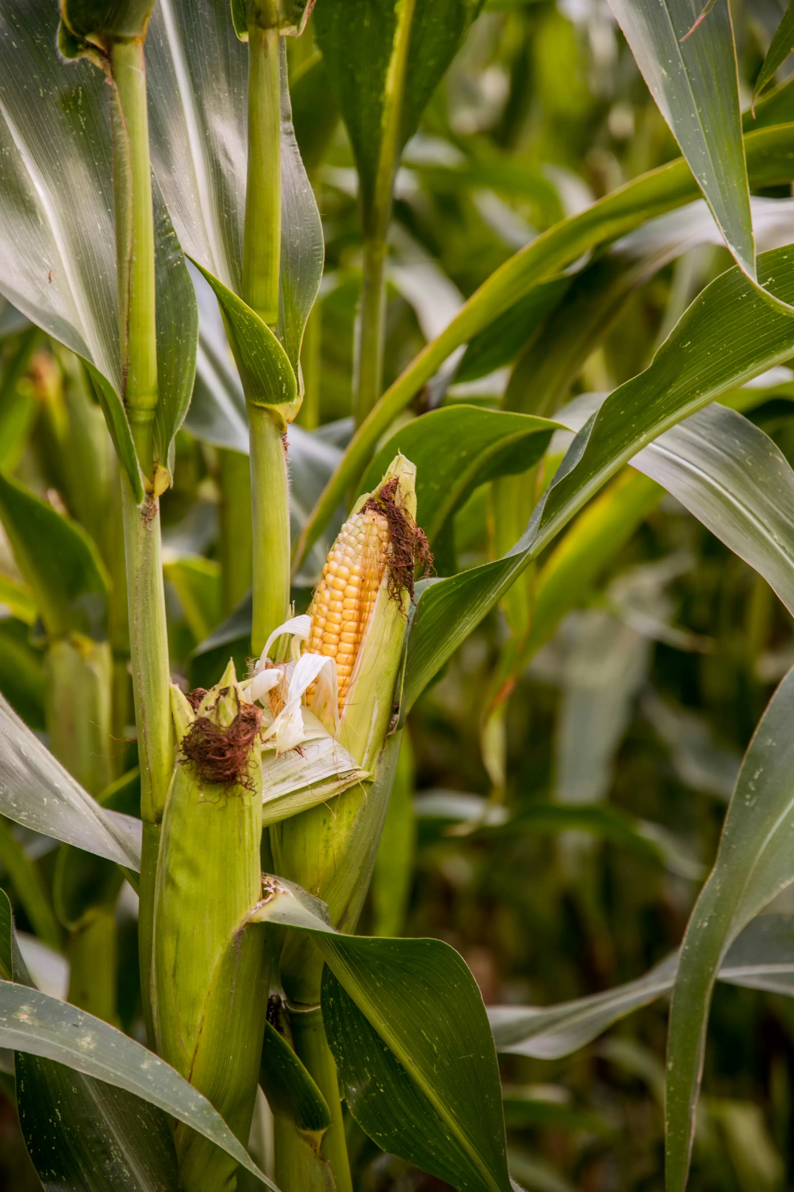 Međunarodna konferencija „The Frontiers of Science and Technology in Crop Breeding and Production“