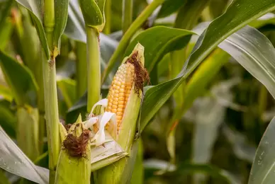 Međunarodna konferencija „The Frontiers of Science and Technology in Crop Breeding and Production“